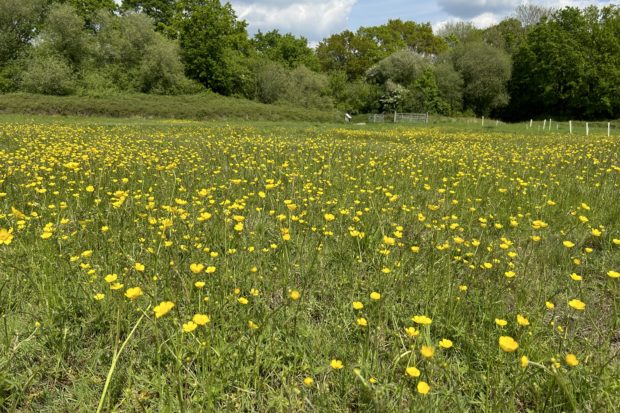 Photo of a lovely green meadow with a beautiful display of yellow Buttercups.