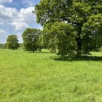 Photo of a lovely green meadow with mature Oak trees scattered.