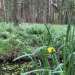 Photo of a Yellow Flag Iris in flower beside a pond. Tall pine trees in the background.