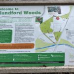 A noticeboard says "Welcome to Blandford Woods" and describes the Green Hound's-tongue that grows there.