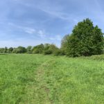 Panoramic photo of a huge green meadow in spring. Looking extremely green.