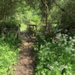 Photo shows a small wooden bridge between two meadows. The scene is made prettier by the Cow Parsley that's in bloom.