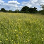 Photo of a green meadows in early summer with masses of yellow buttercups in flower.