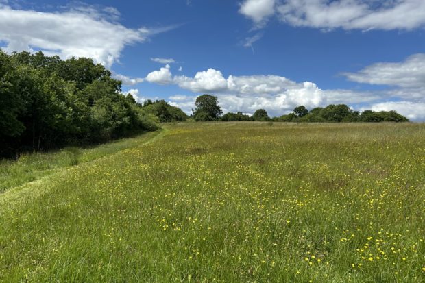 Photo of a mown path through a green meadow in early summer.
