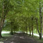 Photo of a lovely avenue of mature lime trees.