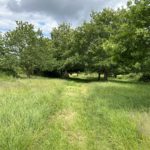 Photo of a mown path through a group of small Oak trees in a green meadow in early summer.