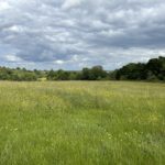 Photo of a green meadows in early summer, yellow buttercups in flower. The view stretches into the distance.