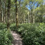 Photo of woodland on a bright sunny day. There's a path with brambles either side.