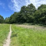 Photo of a meadow on a bright sunny day. A thin path made by people walking through.