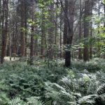 Photo of a woodland in dappled light with lots of ferns in the foreground.