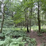 Photo of a woodland in dappled light. A small rough path lead through.