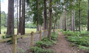 Photo of a woodland path with bracken either side, beside a fence. You can see across to the golf course on the other side.