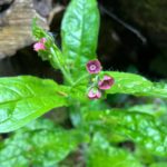 Photo of a green plant with small dark red flowers and bright green leaves.