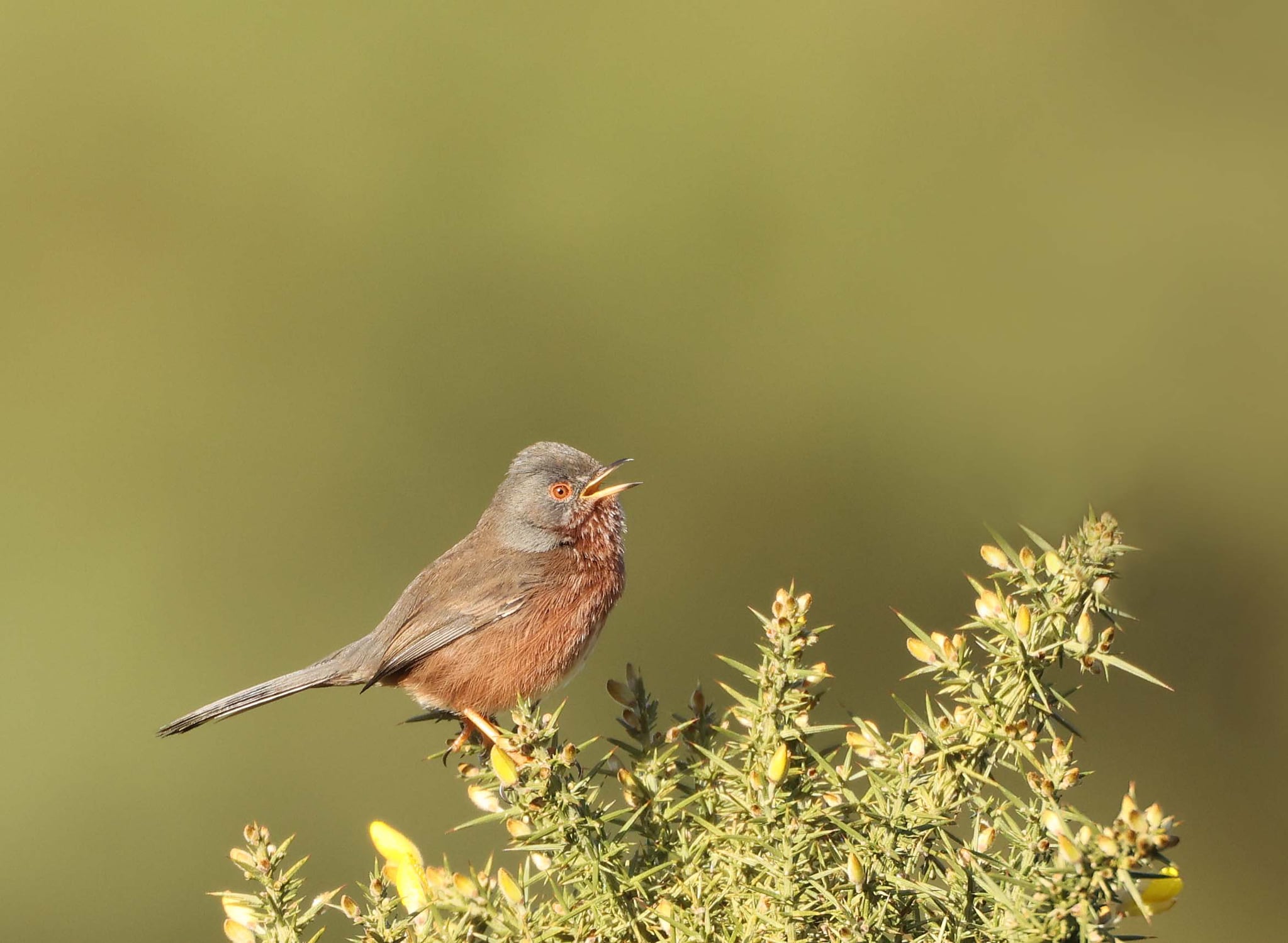 Photo of a grey and brown bird, a Dartford Warbler, perched on spiky green gorse, with its beak open singing