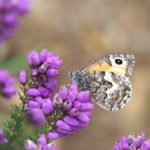 Photograph of a mottled butterfly on bright magenta heather.