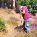 Photo of a man with his head in a butterfly net. All around him, bright magenta heather is in flower.