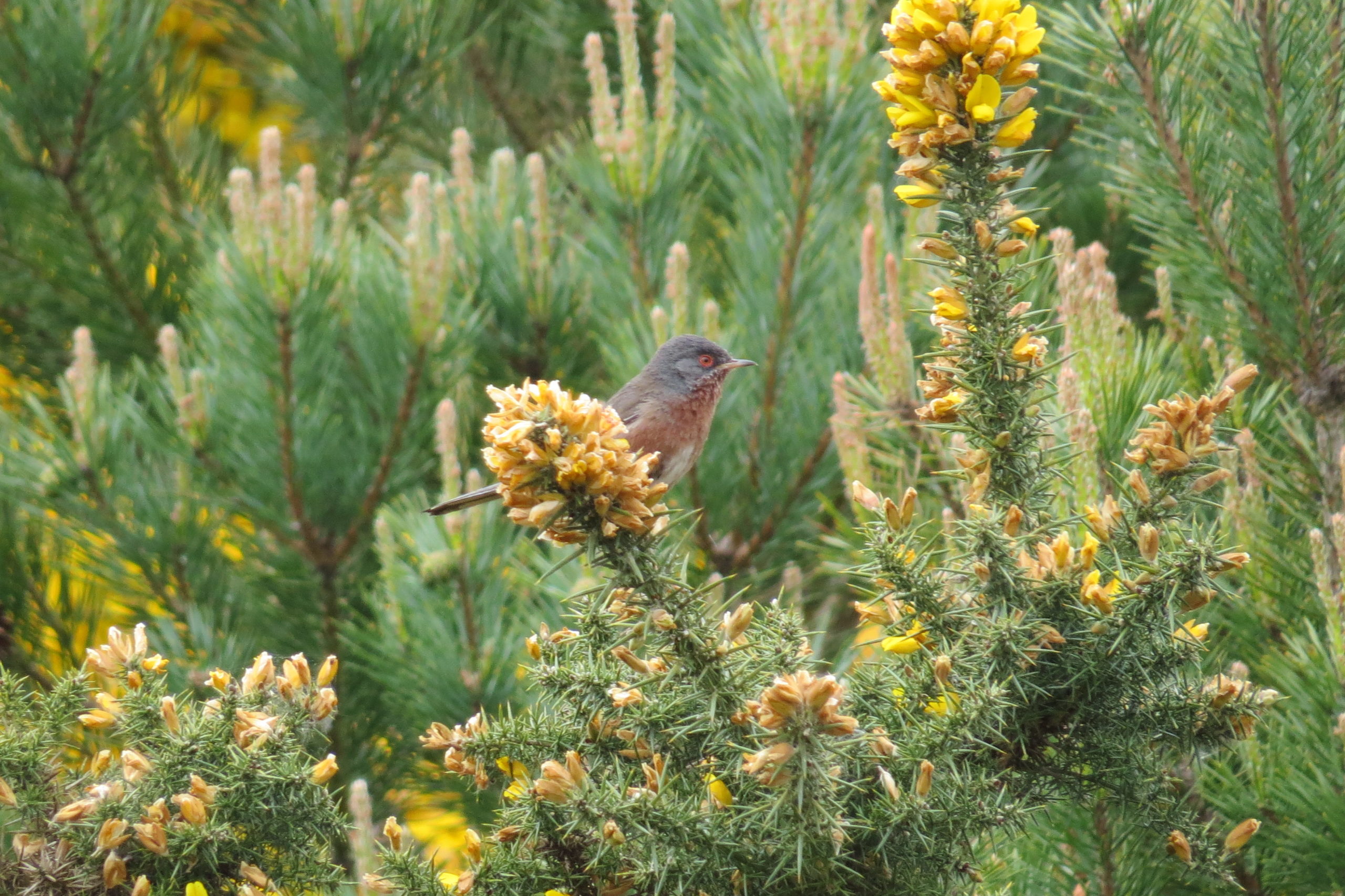 Photo of grey and brown Dartford Warbler bird with long tail perched amongst spiky green gorse with yellow flowers