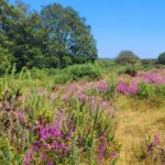 Photo of the heath in bright sunshine with at least two kinds of heather in flower, Bell Heather magenta pink and Common Heather a softer mauve.