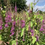 Photo of wild flowers - the Purple flower spikes of Purple-loosestrife grow in perfusion at Heather Farm.