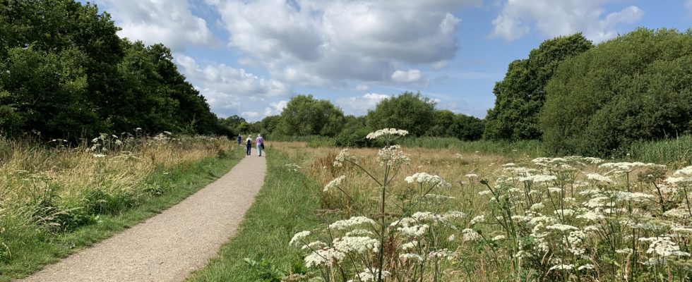 Photo of a surfaced path winding its way through a meadow. Hogweed is flowering in the foreground.