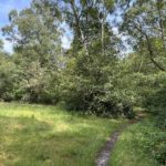 Photo of a shady path winding its way through trees, beside a woodland clearing.