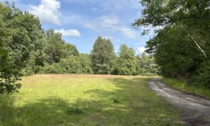 Photo of an open meadow flanked by trees. A wide track runs down the side of it.