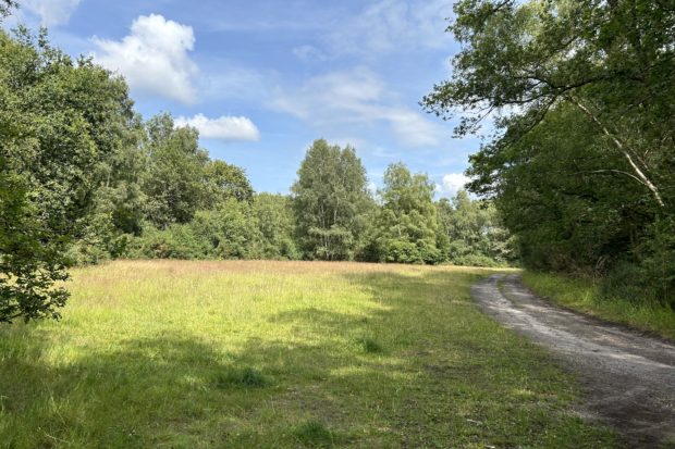 Photo of an open meadow flanked by trees. A wide track runs down the side of it.