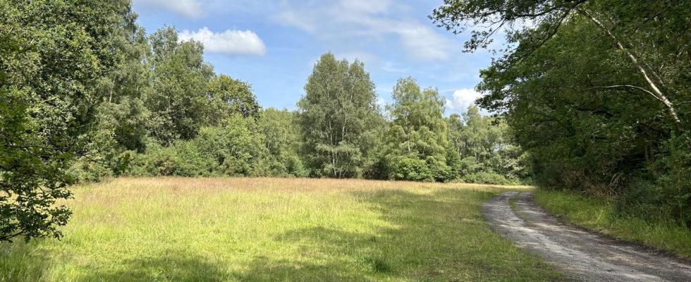 Photo of an open meadow flanked by trees. A wide track runs down the side of it.