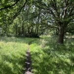 Photo of a narrow, shady path, winding its way beneath a mature Oak tree.