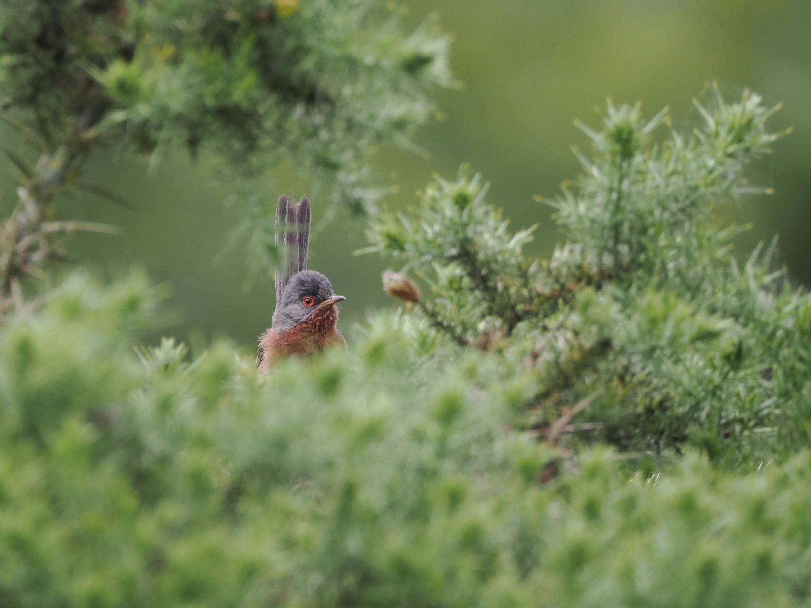 Photo of grey and brown Dartford Warbler bird with long tail popping up out of a spiky green gorse bush