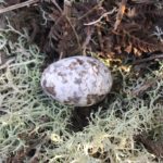 Photo of a mottled egg lying right on the ground.