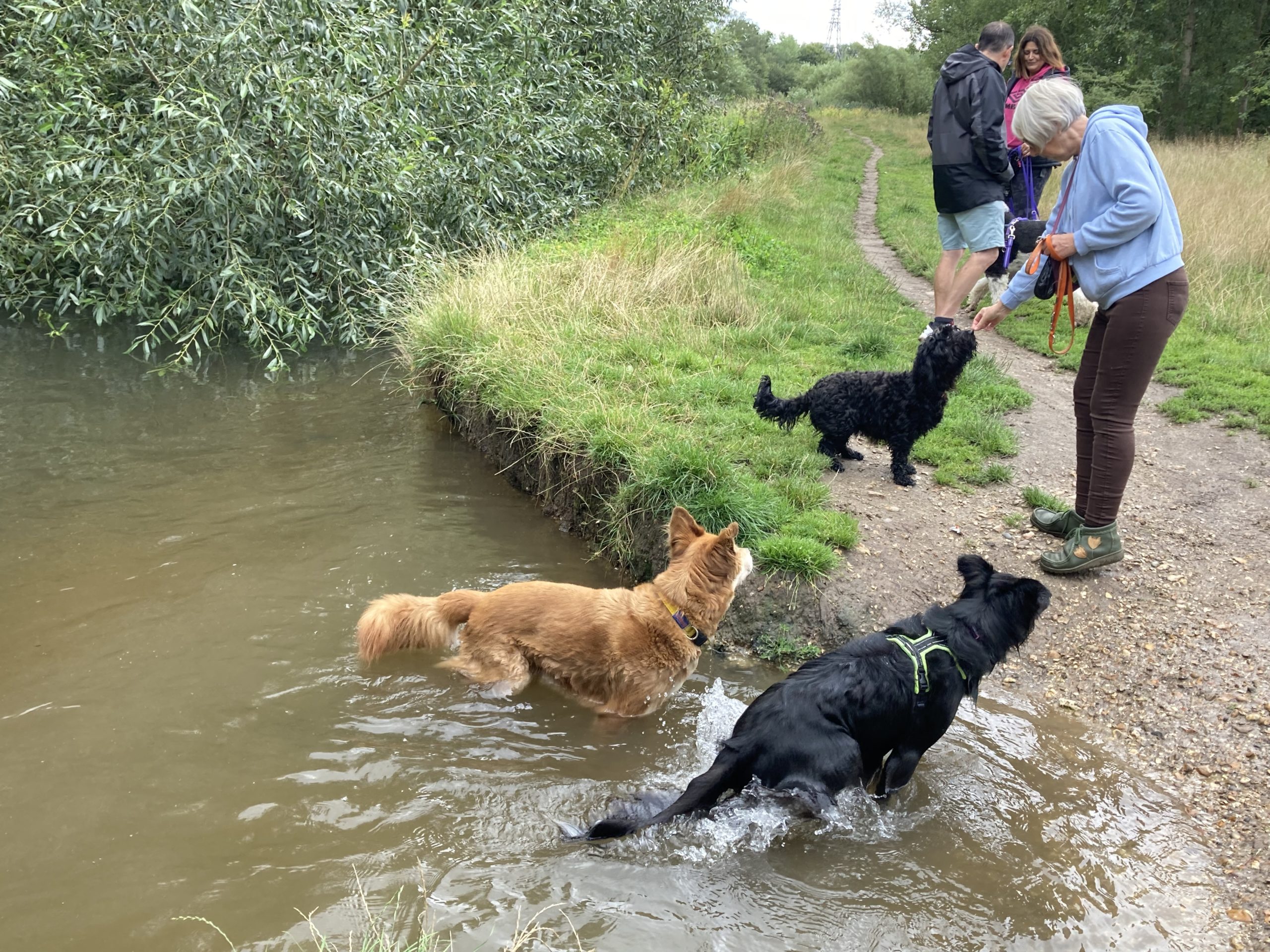 Photo of a lady playing with dogs in a river on a summer's day