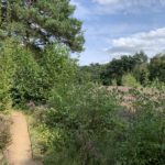 Photo of heathland, with the purple heather popping up around the bright green of the Silver Birch trees.