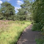 Photo of purple heathland. A boardwalk path goes along the edge and there is a bench in the shade.