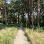 Photo of a path leading into the shade of the trees.