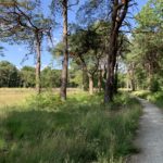 Path through open woodland, beside a pond.