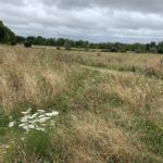 Photo taken on a dull day, looking across fields full of wild flowers and seed heads.