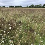 Photo taken on a dull day, looking across fields full of wild flowers and seed heads.