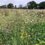 Photo taken of the late summer wildf lowers. There is Red Clover, yellow Bedstraw and the white flowers of Wild Carrot.