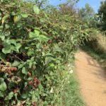 Photo of blackberries growing beside the path.