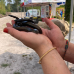 Photo of outstretched hands holding a large Slow Worm.