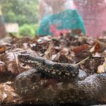 Photo of an Adder in a glass tank.