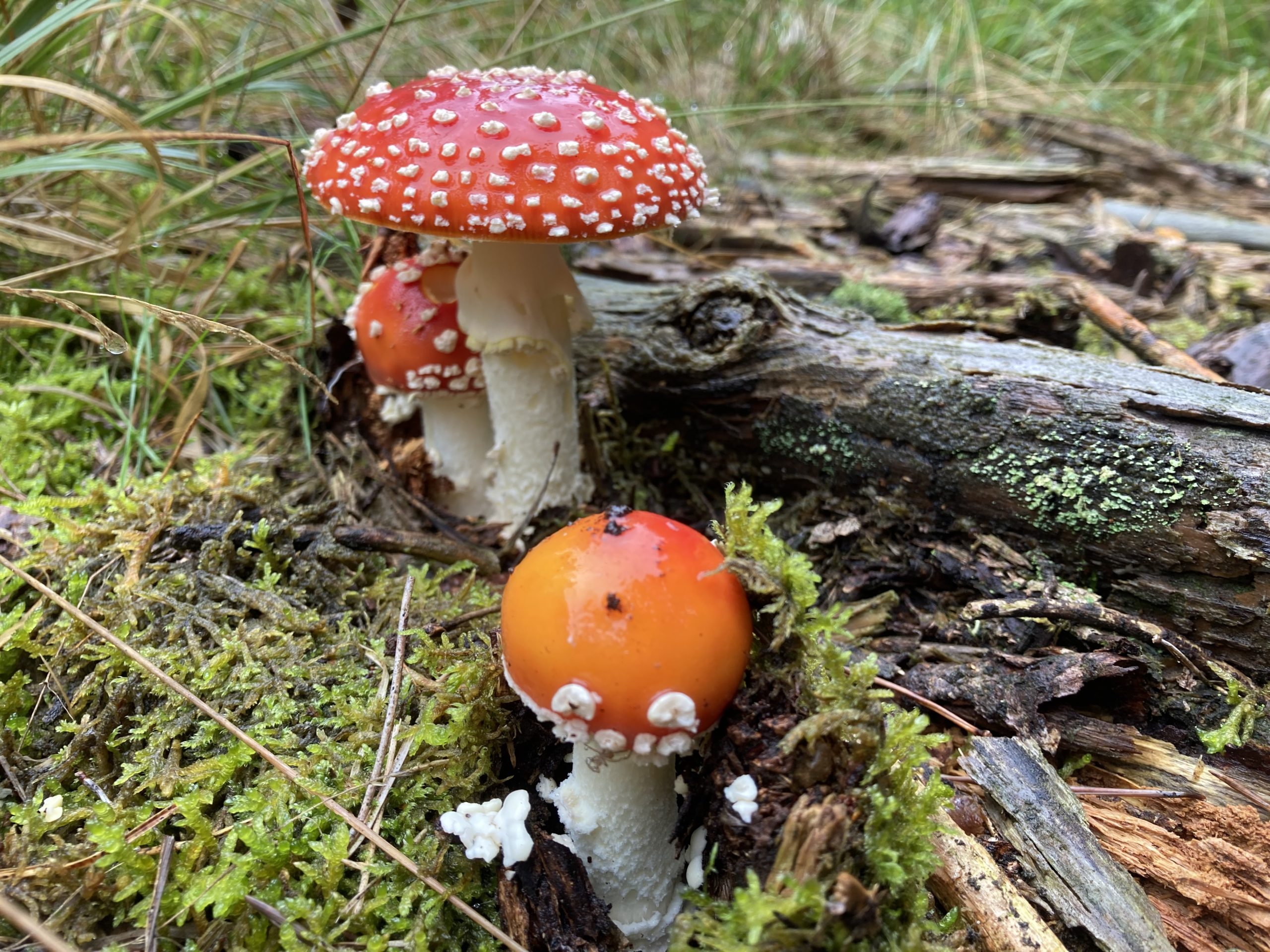 Photo of cluster of shiny red mushrooms with white spots