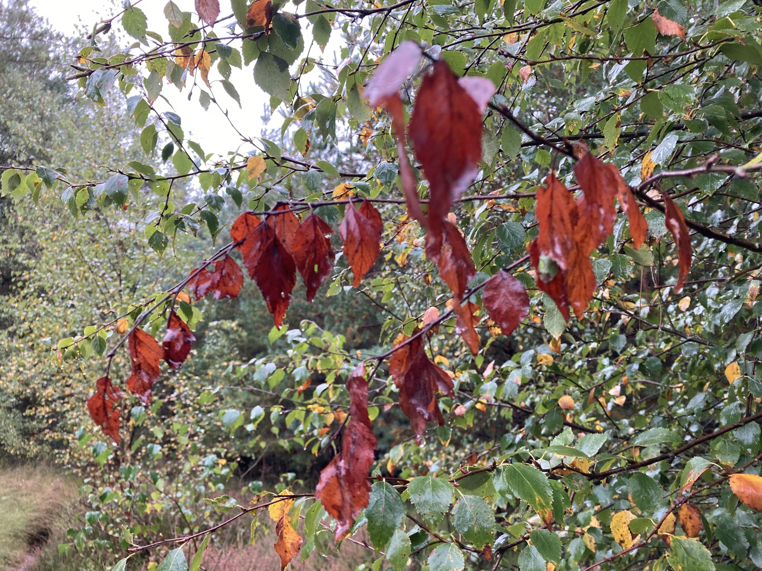 Photo of birch leaves changing colour, with brown leaves dominating