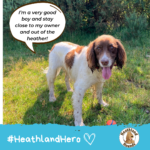 Springer Spaniel says "I'm a very good boy and stay close to my owner and out of the heather"