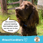 Spaniel Duke says "We avoid the ground-nesting bird habitat when we are out in the forest"