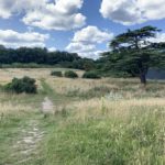 Photo shows a rough meadow with a worn path through it. An attractive Cedar tree stands in the middle distance and in the far distance there is a bank of woodland.