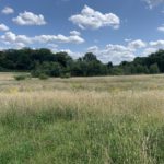 Photo of a meadow, the grass is long and dry, it's late summer. A band of trees and scrub marks the edge of the meadow and there is a blue sky.