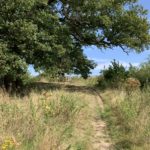 Photo of a beautiful old Oak tree overhanging a rough path in a late summer meadow.