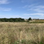 A photograph of the view looking out across the late summer meadows. The grass is tall and there are lots and lots of seed heads.